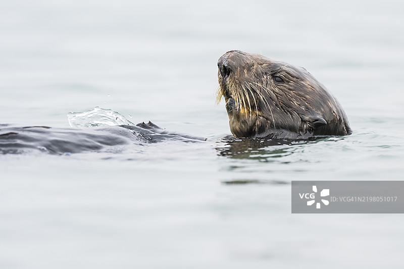 海獺（Enhydra lutris），加利福尼亚州蒙特雷湾图片素材