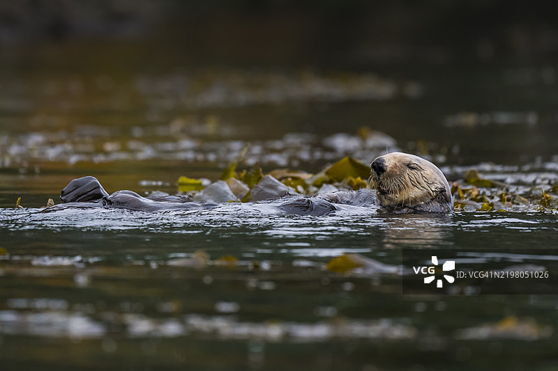 海獺（Enhydra lutris），加利福尼亚州蒙特雷湾图片素材
