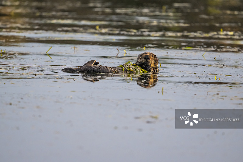 海獺（Enhydra lutris），加利福尼亚州蒙特雷湾图片素材