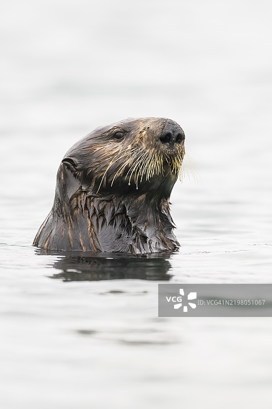 海獺（Enhydra lutris），加利福尼亚州蒙特雷湾图片素材