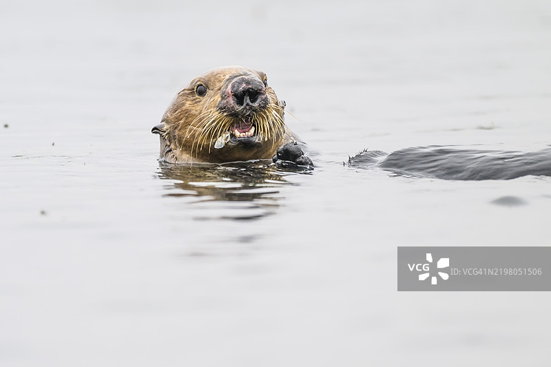 海獺（Enhydra lutris），加利福尼亚州蒙特雷湾图片素材