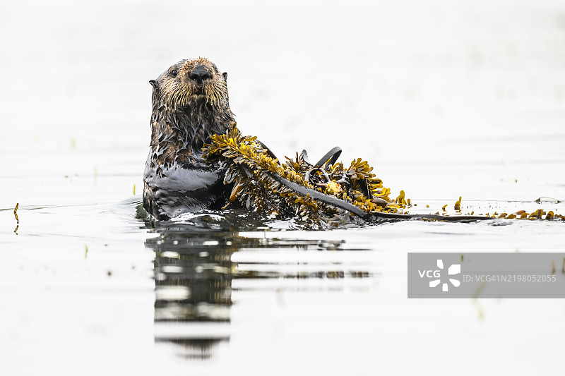 海獺（Enhydra lutris），加利福尼亚州蒙特雷湾图片素材