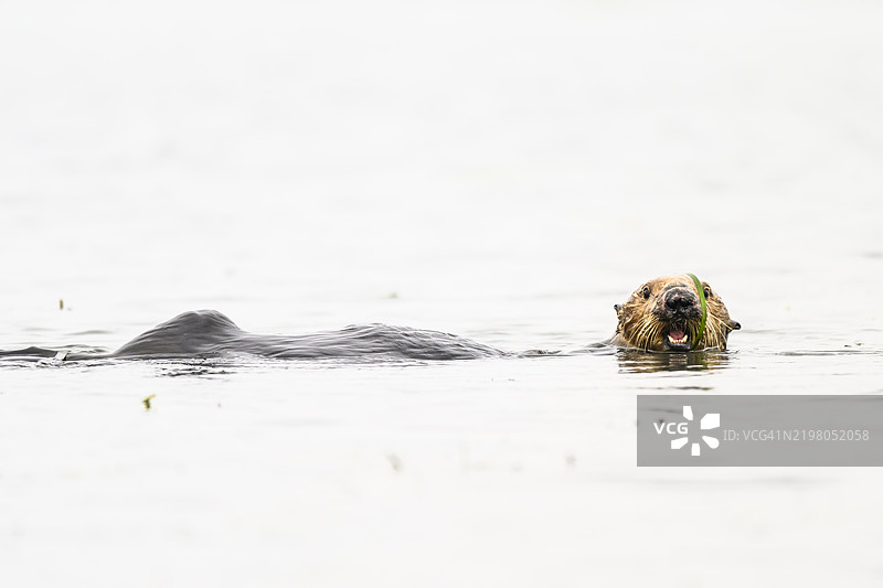 海獺（Enhydra lutris），加利福尼亚州蒙特雷湾图片素材