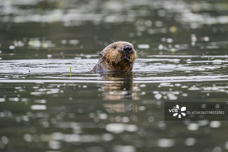 海獺（Enhydra lutris），加利福尼亚州蒙特雷湾图片素材
