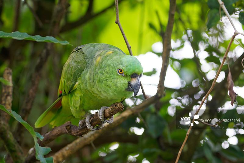 黄颈亚马逊鹦鹉图片素材