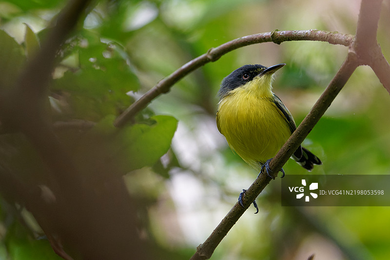 普通托迪捕虫鸟图片素材