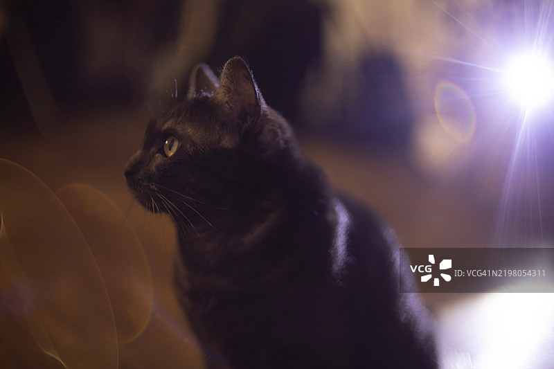 侧面轮廓的猫被聚光灯照亮，眼睛在昏暗的环境中与黑色毛发形成鲜明对比。图片素材