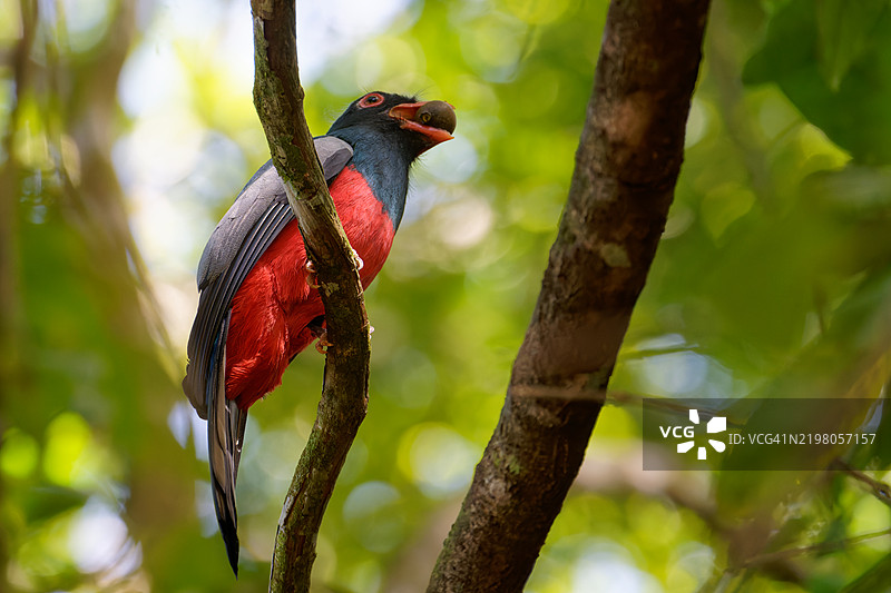 灰尾鸟图片素材