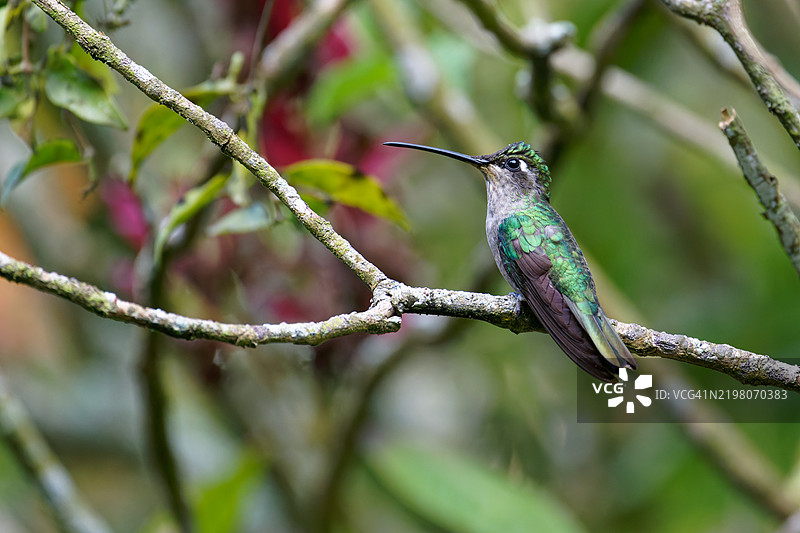 壮丽蜂鸟雌性图片素材