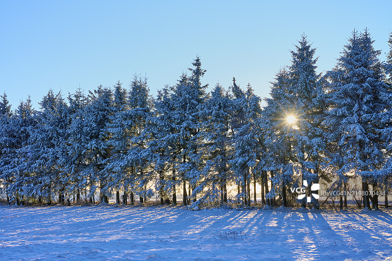 一排云杉树的影子投射在白色的田野上，冬季，瓦瑟库佩，格尔斯费尔德，罗恩，黑森，德国，欧洲图片素材