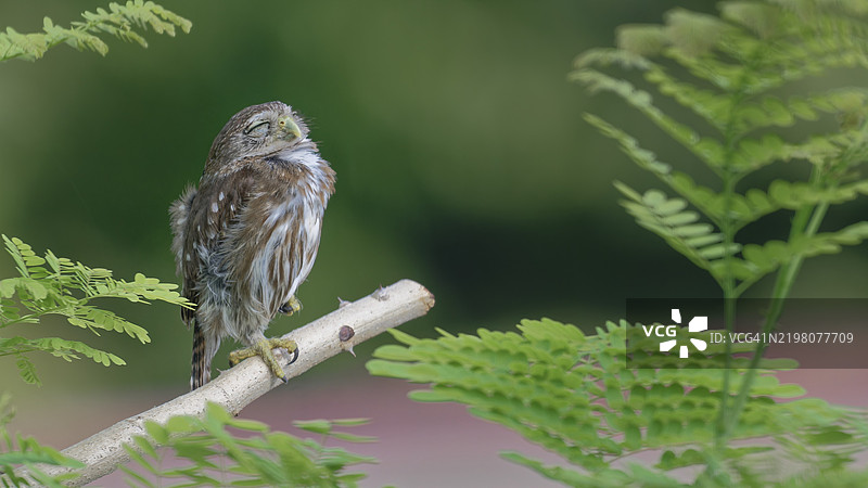 一只小猫头鹰闭着眼睛栖息在树枝上,被绿色蕨类植物环绕,铁锈色侏儒猫头鹰,Glaucidium brasilianum,贝尔斯地区,伯利兹,中美洲图片素材