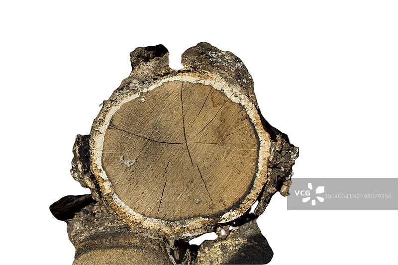 树木被切成薄片图片素材