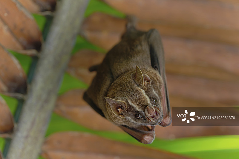 一只蝙蝠悬挂在树叶间，展示着它的棕色毛发，处于自然环境中，帐篷蝙蝠，双叶蝙蝠，科罗萨尔区，伯利兹，中美洲图片素材