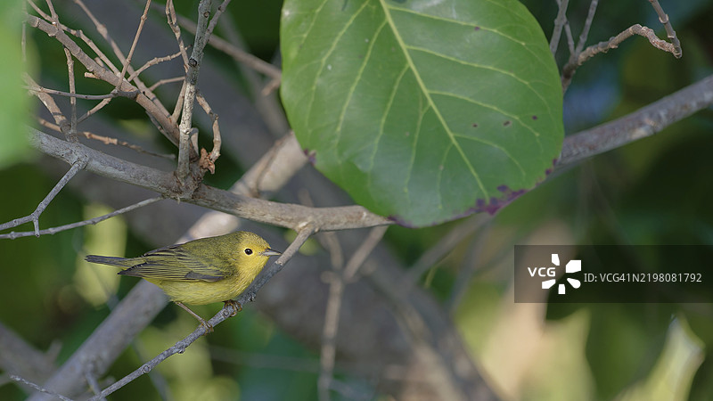 一只小黄鸟栖息在绿叶间的树枝上，黄鹂，学名：Setophaga petechia aestiva，位于伯利兹科罗萨尔区，中美洲。图片素材