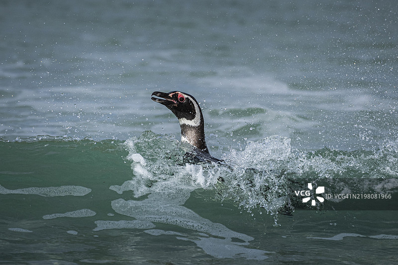 马格兰企鹅（Spheniscus magellanicus）在福克兰群岛的卵石岛登陆，位于大西洋南部，南美洲，英国。图片素材