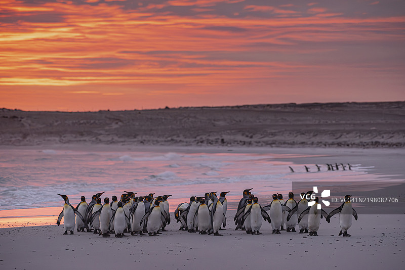 在早晨的阳光下，福克兰群岛志愿者点的国王企鹅（阿根廷企鹅）在海滩上。图片素材