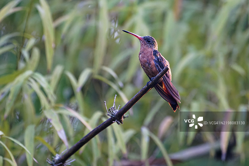 肉桂蜂鸟图片素材