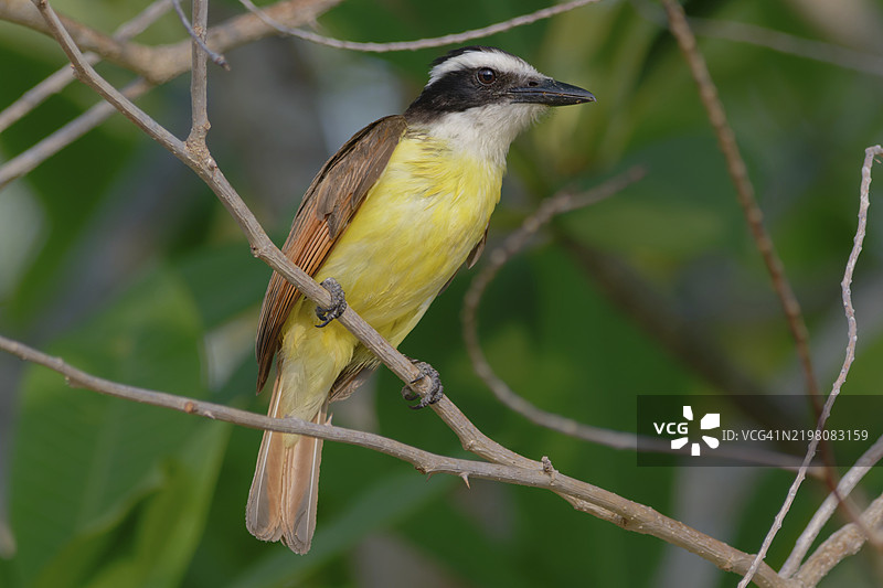 一只羽毛呈黄色和棕色的鸟栖息在树枝上，伟大的基斯卡迪，Pitangus sulphuratus，贝尔斯区，中美洲图片素材