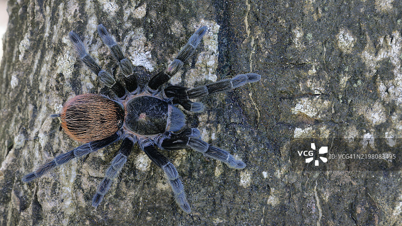 一只狼蛛在粗糙的树皮上爬行，展示出其复杂的花纹，属于蛛形纲、巨蛛亚目、狼蛛科，墨西哥红臀狼蛛，学名Tliltocatl vagans，位于中美洲伯利兹的科罗萨尔区。图片素材