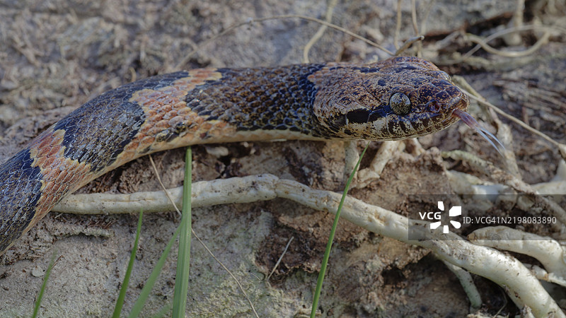 一条猪鼻蛇与其土壤环境融为一体，展示出其有纹理的鳞片和自然伪装，玛雅猫眼蛇，Leptodeira frenata，伯利兹科罗萨尔区，中美洲图片素材