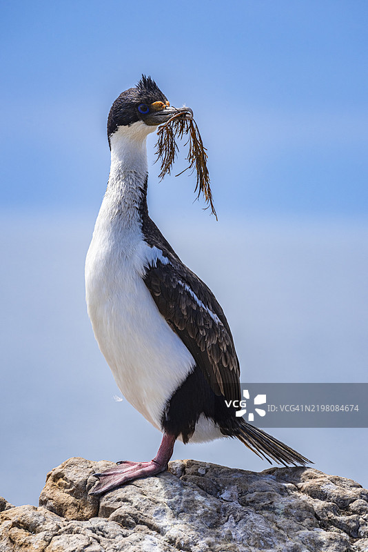 蓝眼鸬鹚(Phalacrocorax atriceps),也称为帝王鸬鹚,带有巢材,佩布尔岛,福克兰群岛,英国,南大西洋,南美洲图片素材
