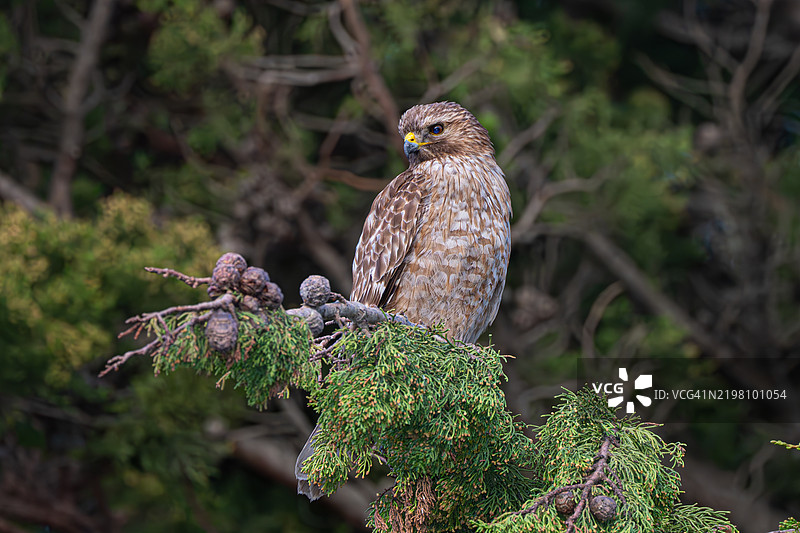 幼年红肩鹰图片素材