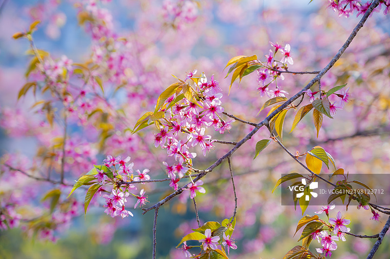 粉色樱花的特写背景图片素材