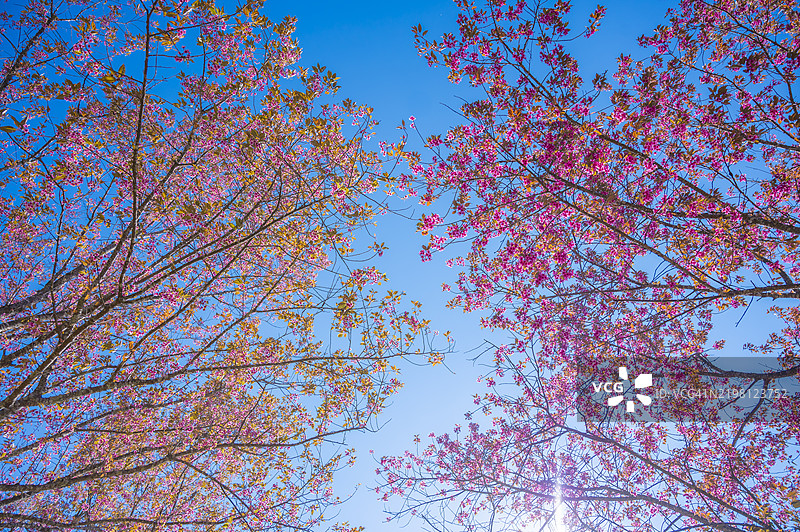 粉色樱花的特写背景图片素材