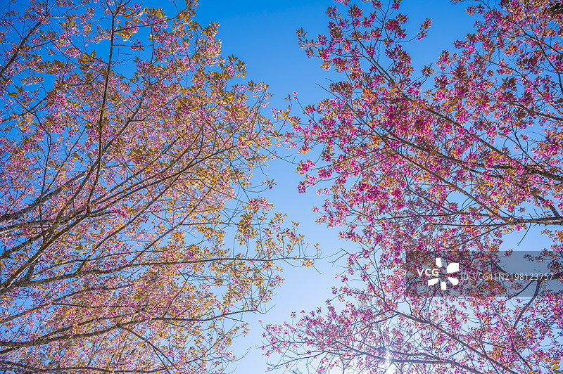 粉色樱花的特写背景图片素材
