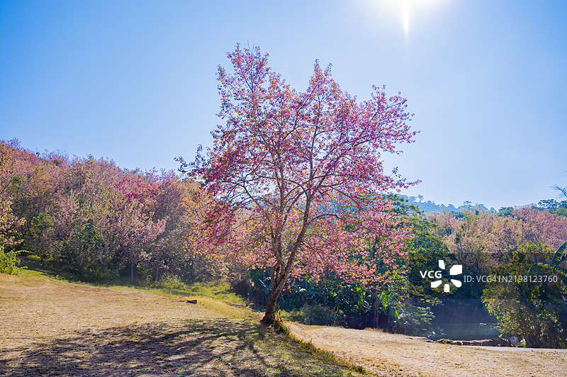 粉色樱花的特写背景图片素材