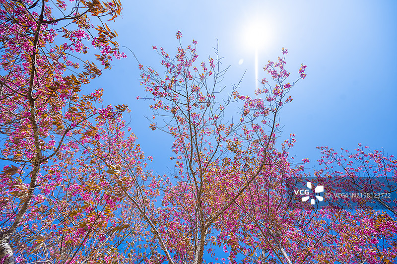 粉色樱花的特写背景图片素材
