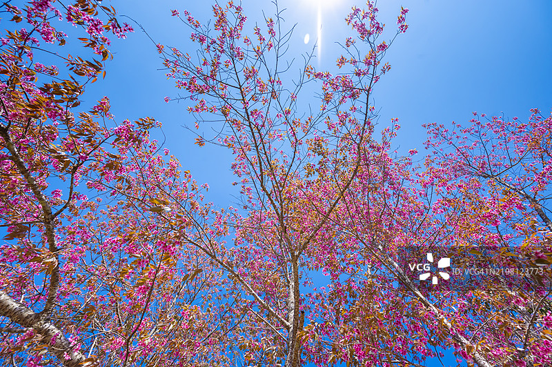 粉色樱花的特写背景图片素材