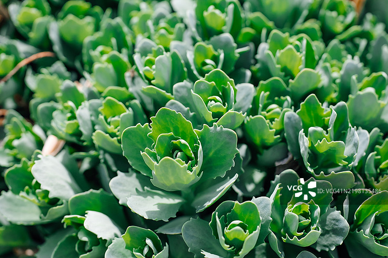 新鲜绿色多肉植物在自然阳光环境中的特写，景天科，咬石苔，金叶景天图片素材
