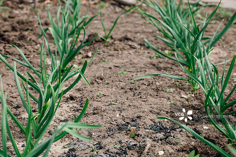 在花园中，整齐排列的新鲜绿色植物在耕作的土壤上生长，蒜，葱属植物（Allium sativum）图片素材