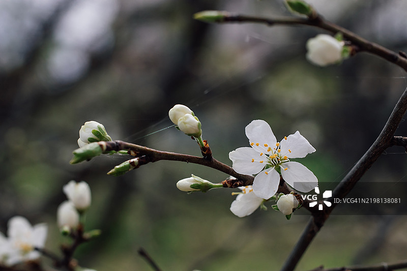 户外树枝上的春季白色花朵特写图片素材