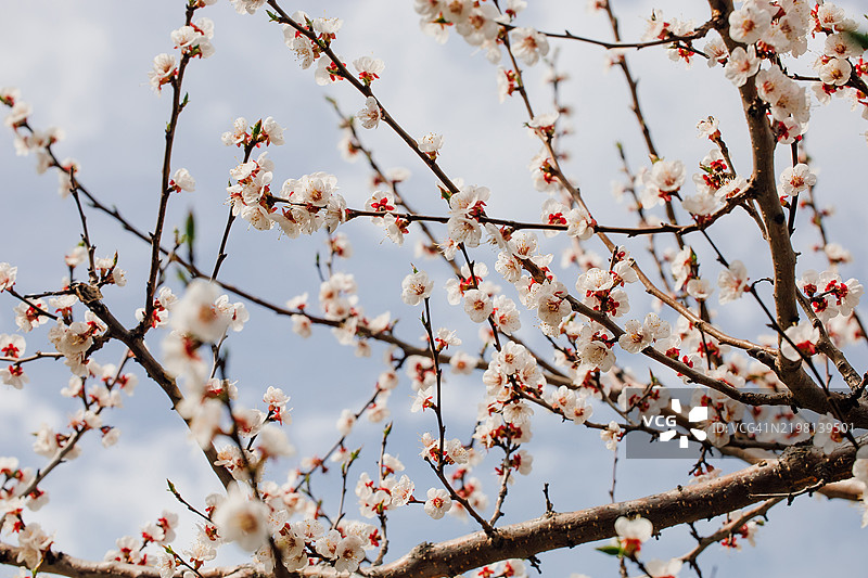 春天里盛开的樱花枝条映衬着湛蓝的天空图片素材