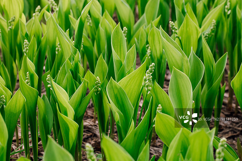 春天盛开的铃兰花与郁郁葱葱的绿叶图片素材