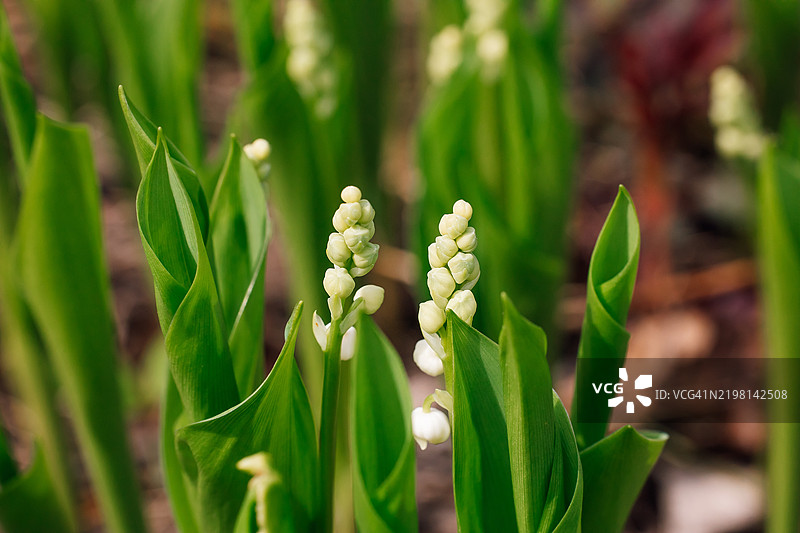 春季户外环境中含苞待放的鲜艳铃兰植物图片素材