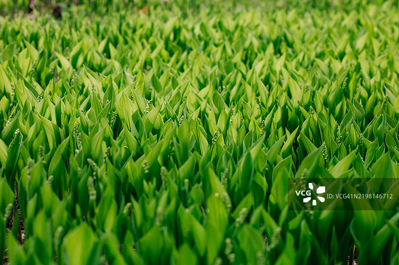 春天的铃兰郁郁葱葱的绿色田野图片素材