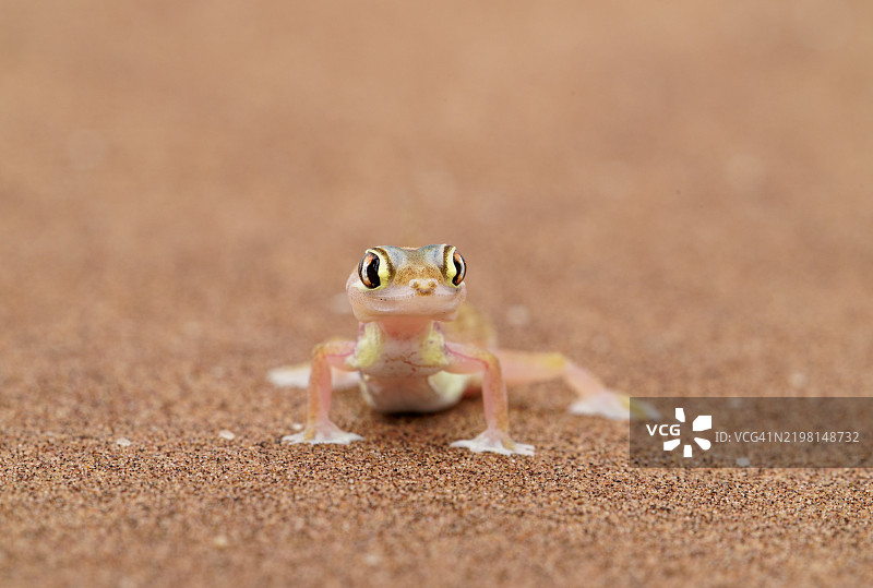 掌趾壁虎 - 网足壁虎图片素材