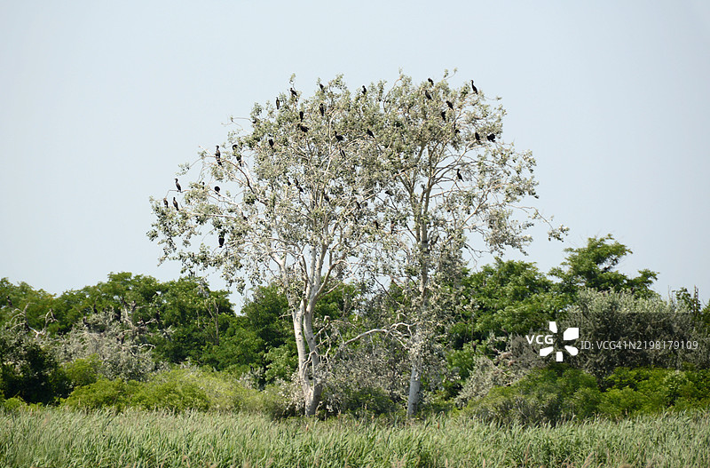 一棵满是鸬鹚的树图片素材