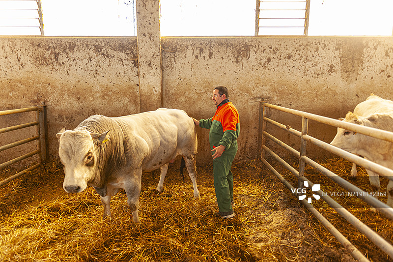 皮埃蒙特，肥牛（Bue Grasso）牲畜图片素材