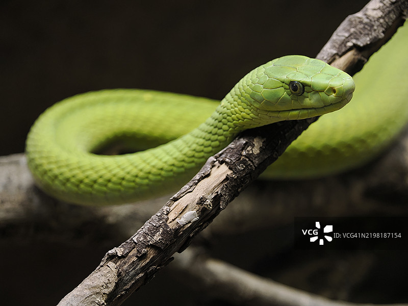 东非绿树蛇特写。 Dendroaspis angusticeps。图片素材