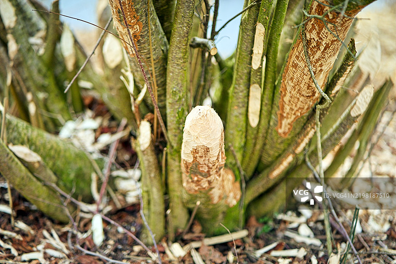 河边树枝上的海狸损害图片素材
