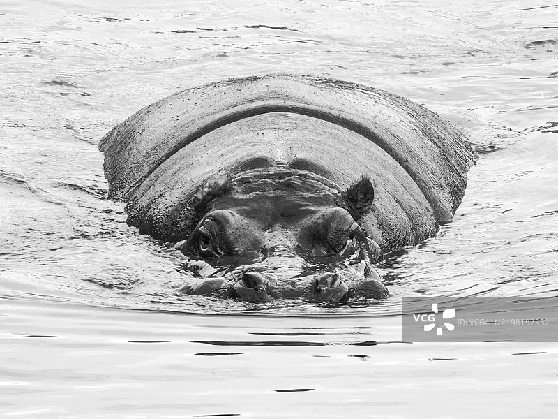 一只雄性河马从水面上方的正面视角。河马（Hippopotamus amphibius）。图片素材