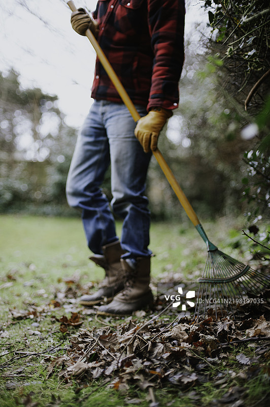 耙树叶图片素材