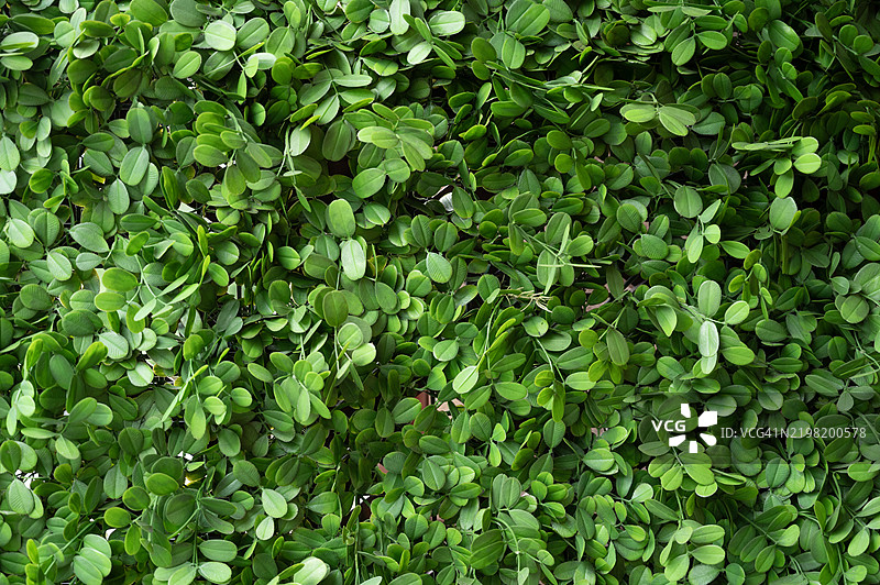 一丛绿叶的灌木图片素材