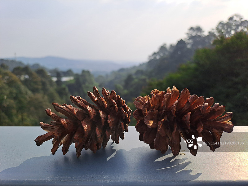 黄松松果与森林背景图片素材