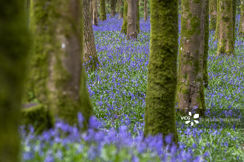 蓝铃花林图片素材