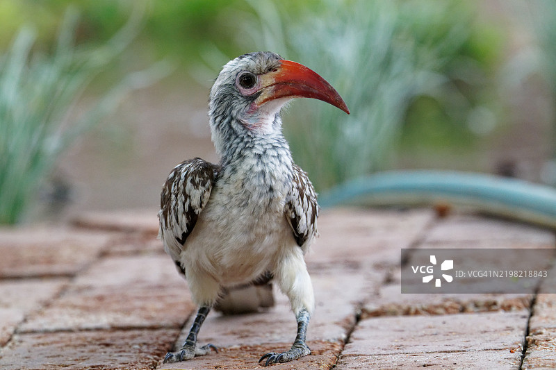达马拉红嘴犀鸟图片素材